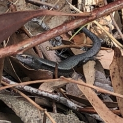 Lampropholis delicata (Delicate Skink) at Aranda, ACT - 13 Dec 2019 by Jubeyjubes