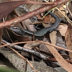 Lampropholis delicata at Aranda, ACT - 13 Dec 2019 04:52 PM