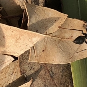 Myrmecia sp. (genus) at Aranda, ACT - 13 Dec 2019 04:56 PM