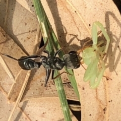 Myrmecia sp. (genus) at Aranda, ACT - 13 Dec 2019