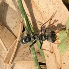 Myrmecia sp. (genus) at Aranda, ACT - 13 Dec 2019 04:56 PM