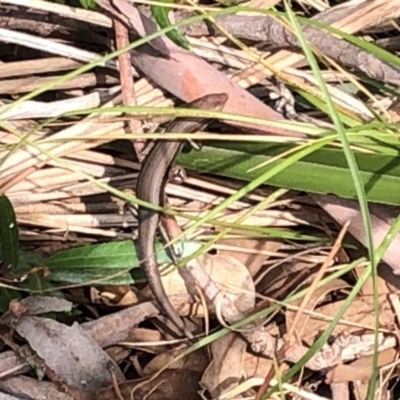 Lampropholis delicata (Delicate Skink) at Aranda, ACT - 13 Dec 2019 by Jubeyjubes