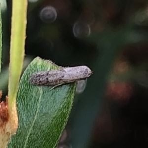 Blastobasis (genus) at Aranda, ACT - 13 Dec 2019