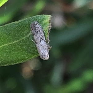 Blastobasis (genus) at Aranda, ACT - 13 Dec 2019
