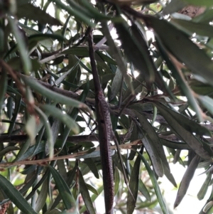 Archimantis sp. (genus) at Aranda, ACT - 13 Dec 2019