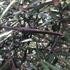 Archimantis sp. (genus) at Aranda, ACT - 13 Dec 2019