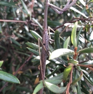 Archimantis sp. (genus) at Aranda, ACT - 13 Dec 2019