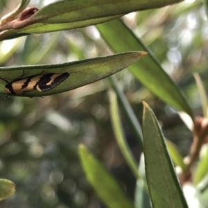 Olbonoma triptycha at Aranda, ACT - 13 Dec 2019