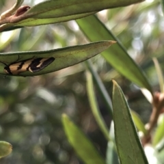 Olbonoma triptycha at Aranda, ACT - 13 Dec 2019