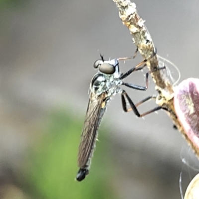 Cerdistus sp. (genus) (Slender Robber Fly) at Aranda, ACT - 13 Dec 2019 by Jubeyjubes