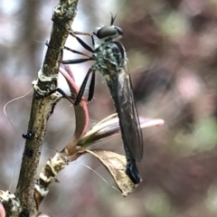 Cerdistus sp. (genus) at Aranda, ACT - 13 Dec 2019