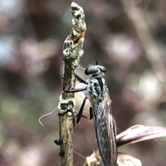 Cerdistus sp. (genus) at Aranda, ACT - 13 Dec 2019