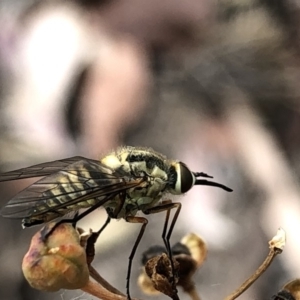 Australiphthiria hilaris at Aranda, ACT - 13 Dec 2019 05:37 PM