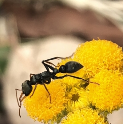 Myrmecia sp., pilosula-group (Jack jumper) at Aranda, ACT - 13 Dec 2019 by Jubeyjubes