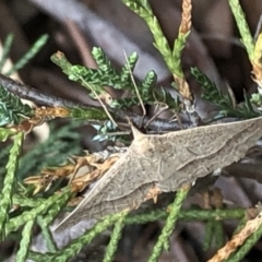 Epidesmia hypenaria (Long-nosed Epidesmia) at Aranda, ACT - 13 Dec 2019 by Jubeyjubes