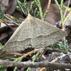 Epidesmia hypenaria at Aranda, ACT - 13 Dec 2019 05:51 PM