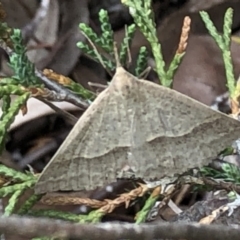 Epidesmia hypenaria at Aranda, ACT - 13 Dec 2019 05:51 PM