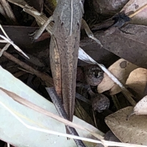 Goniaea carinata at Aranda, ACT - 13 Dec 2019