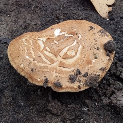 Laccocephalum hartmannii (Laccocephalum hartmannii) at Meroo National Park - 13 Dec 2019 by GLemann