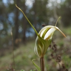 Diplodium ampliatum (Large Autumn Greenhood) at Hackett, ACT - 30 Mar 2014 by AaronClausen