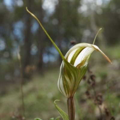 Diplodium ampliatum (Large Autumn Greenhood) at Mount Majura - 30 Mar 2014 by AaronClausen