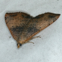 Chrysolarentia mecynata (Mecynata Carpet Moth) at Rosedale, NSW - 15 Nov 2019 by jbromilow50