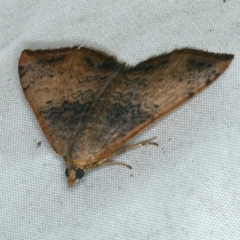 Chrysolarentia mecynata (Mecynata Carpet Moth) at Rosedale, NSW - 15 Nov 2019 by jb2602