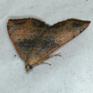 Chrysolarentia mecynata at Rosedale, NSW - 15 Nov 2019