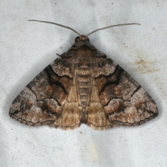 Dysbatus singularis (Dry-country Line-moth) at Rosedale, NSW - 15 Nov 2019 by jb2602