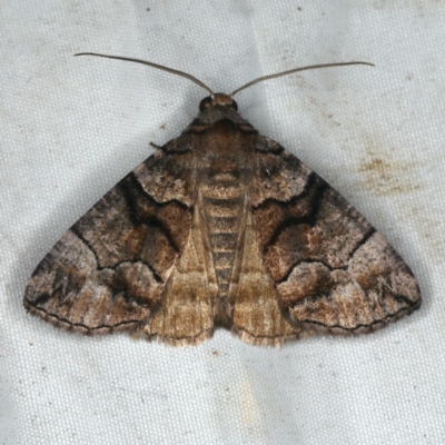 Dysbatus singularis (Dry-country Line-moth) at Rosedale, NSW - 15 Nov 2019 by jb2602