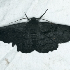 Melanodes anthracitaria (Black Geometrid) at Rosedale, NSW - 15 Nov 2019 by jb2602