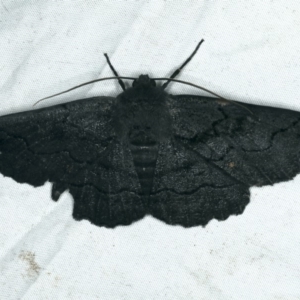 Melanodes anthracitaria at Rosedale, NSW - 15 Nov 2019 10:35 PM