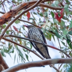 Oriolus sagittatus (Olive-backed Oriole) at Hawker, ACT - 13 Dec 2019 by Philip