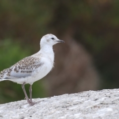 Chroicocephalus novaehollandiae (Silver Gull) at Barunguba (Montague) Island - 11 Dec 2019 by Leo