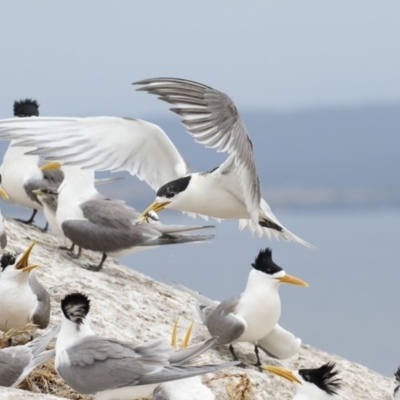 Thalasseus bergii (Crested Tern) at Narooma, NSW - 11 Dec 2019 by Leo