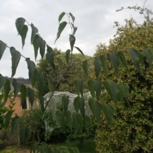 Celtis australis at Conder, ACT - 13 Dec 2019