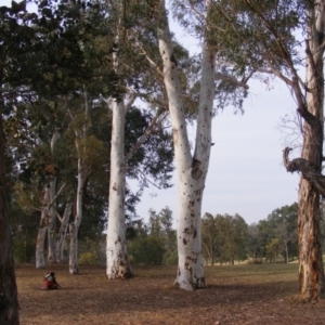 Eucalyptus mannifera at Hughes, ACT - 13 Dec 2019