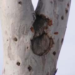 Eucalyptus mannifera at Hughes, ACT - 13 Dec 2019