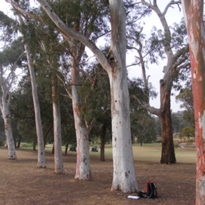 Eucalyptus mannifera at Hughes, ACT - 13 Dec 2019