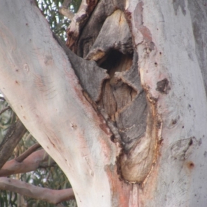 Eucalyptus mannifera at Hughes, ACT - 13 Dec 2019