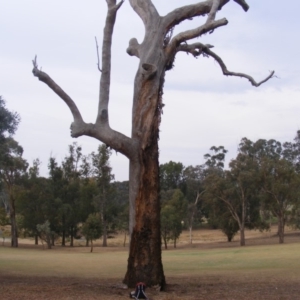 Eucalyptus sp. (dead tree) at Hughes, ACT - 13 Dec 2019