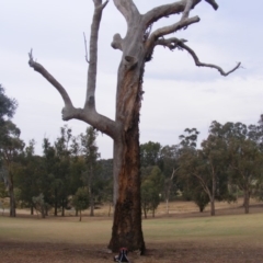 Eucalyptus sp. (dead tree) (Dead Hollow-bearing Eucalypt) at Federal Golf Course - 13 Dec 2019 by MichaelMulvaney