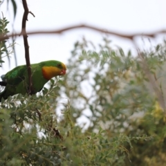 Polytelis swainsonii at Parkes, ACT - suppressed