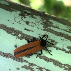 Porrostoma sp. (genus) (Lycid, Net-winged beetle) at ANBG - 12 Dec 2019 by JanetRussell