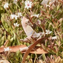 Zizina otis (Common Grass-Blue) at Aranda, ACT - 13 Dec 2019 by KMcCue