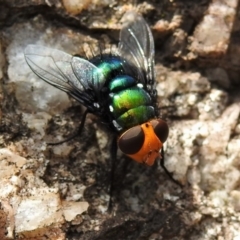 Amenia sp. (genus) (Yellow-headed Blowfly) at Tidbinbilla Nature Reserve - 13 Dec 2019 by JohnBundock