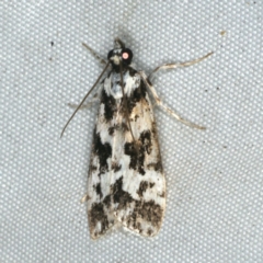 Eudonia aphrodes (A Crambid moth) at Rosedale, NSW - 15 Nov 2019 by jbromilow50