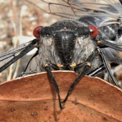 Psaltoda moerens (Redeye cicada) at Tidbinbilla Nature Reserve - 13 Dec 2019 by JohnBundock