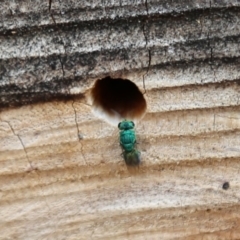 Chrysididae (family) (Cuckoo wasp or Emerald wasp) at Acton, ACT - 13 Dec 2019 by HelenCross