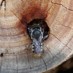 Megachile sp. (several subgenera) (Resin Bees) at ANBG - 13 Dec 2019 by HelenCross